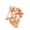 Брошь "Анатомическое сердце в разрезе"  - Брошь "Анатомическое сердце в разрезе" 
